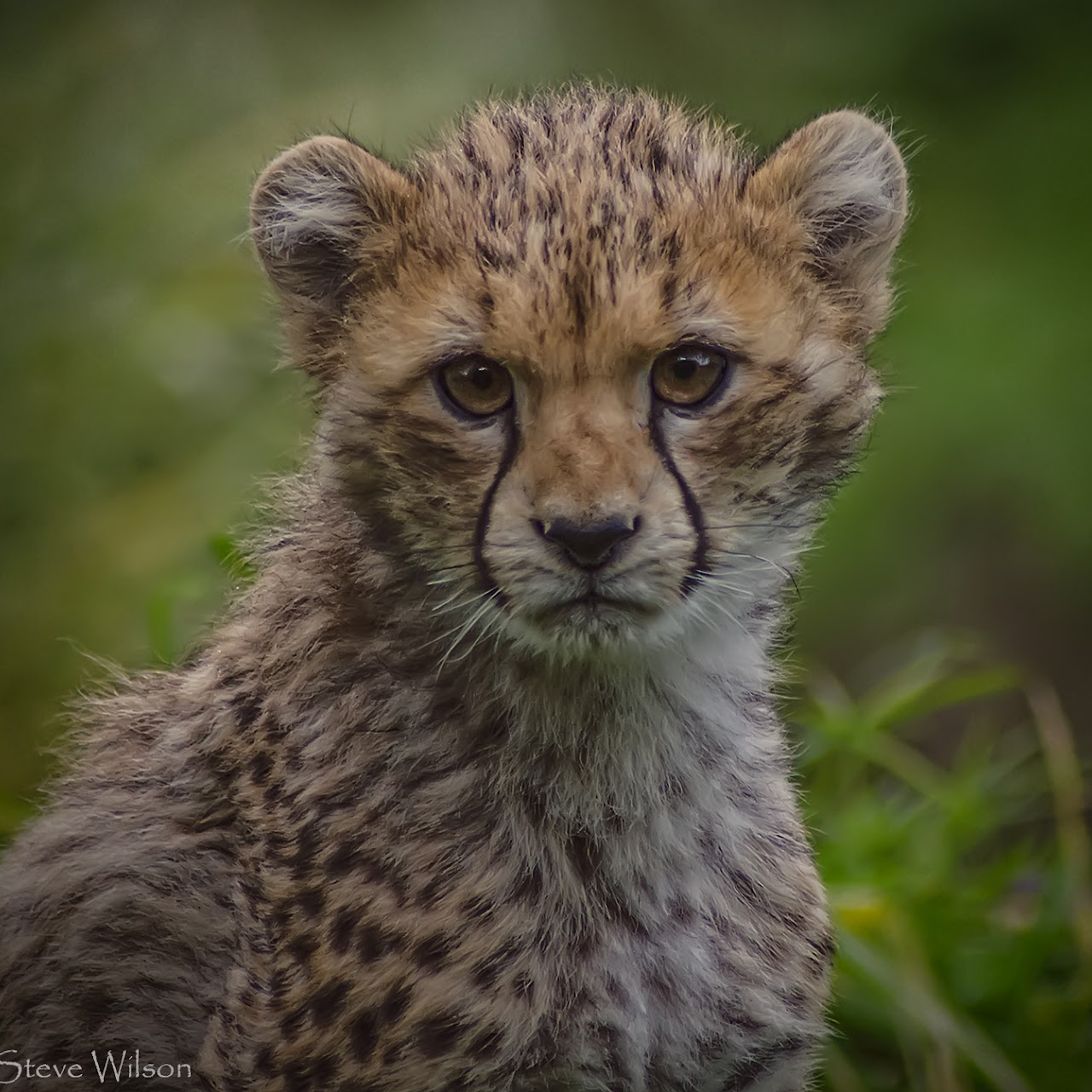 Live Animal Cameras - Aspen Academy